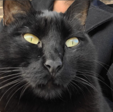Black cat - pattern observer, methodical precision, opportunity finder